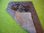 Kuhfell Teppich Cedro 179 - 83x120 cm